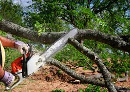 Reliable Princeton Junction, NJ Tree Removal Solutions