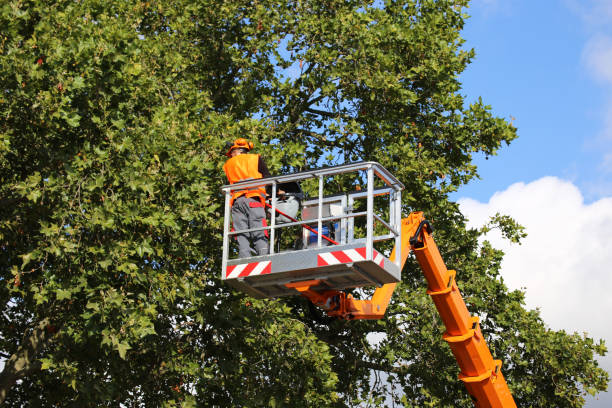 Best Stump Grinding and Removal  in Princeton Junction, NJ
