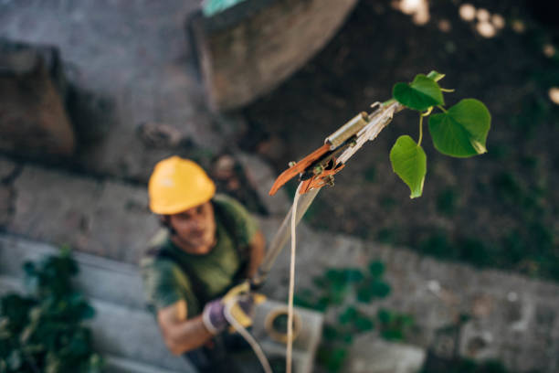 Tree and Shrub Care in Princeton Junction, NJ