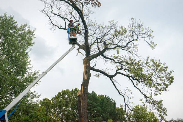 Best Commercial Tree Services  in Princeton Junction, NJ