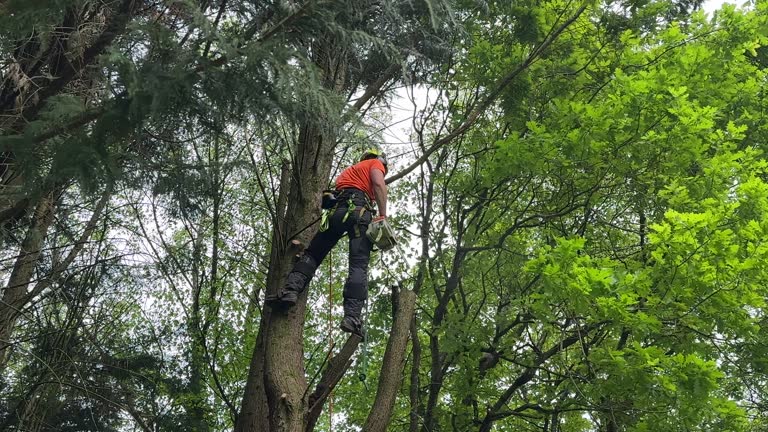 Best Tree Preservation Services  in Princeton Junction, NJ
