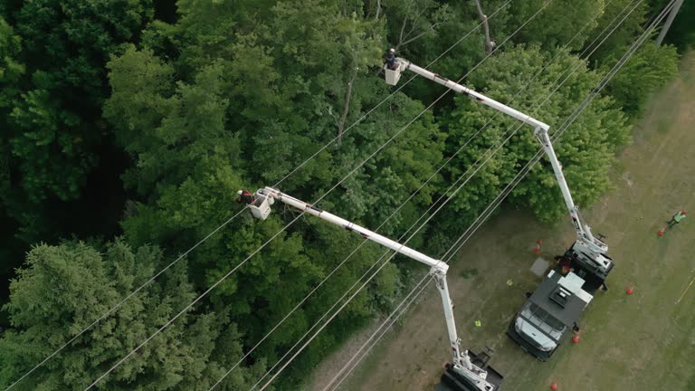 Best Seasonal Cleanup (Spring/Fall)  in Princeton Junction, NJ