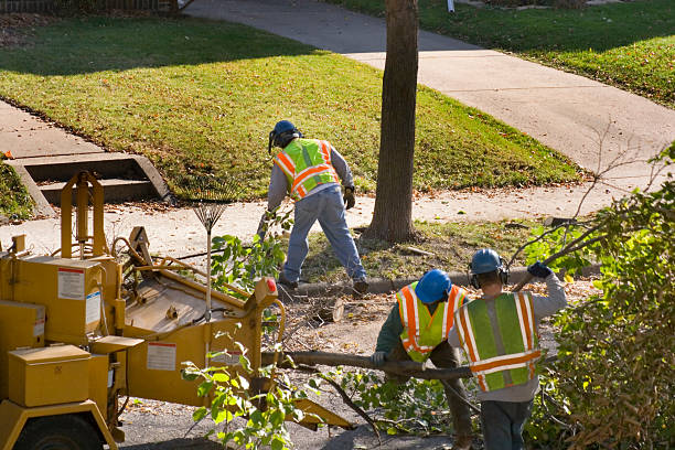 Best Stump Grinding and Removal  in Princeton Junction, NJ