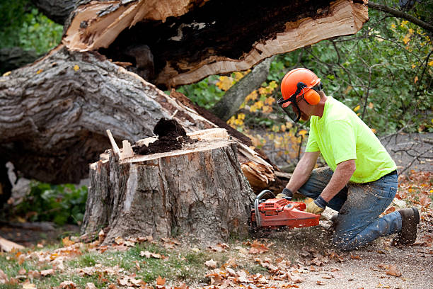 How Our Tree Care Process Works  in  Princeton Junction, NJ
