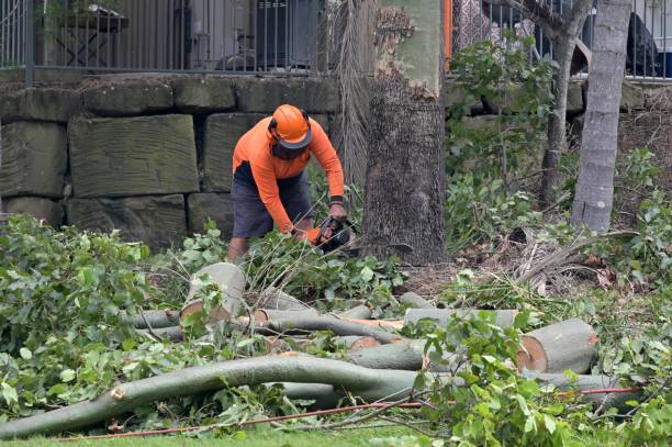 Best Tree Cabling and Bracing  in Princeton Junction, NJ