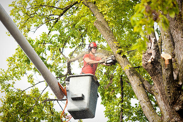 Best Tree Health Inspection  in Princeton Junction, NJ